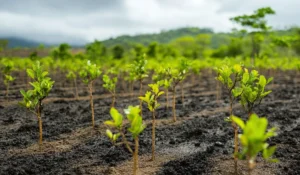 080824_Reforestation-projects-around-the-world-success-stories-and-lessons-learnedVisual_Featured